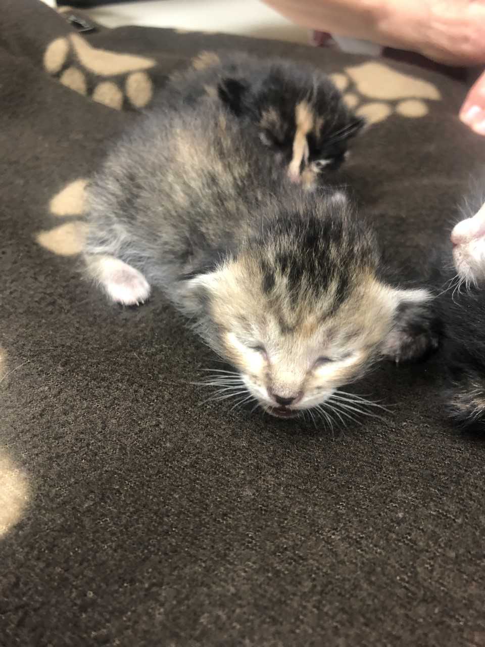 Kitten Care for a week - Image 4