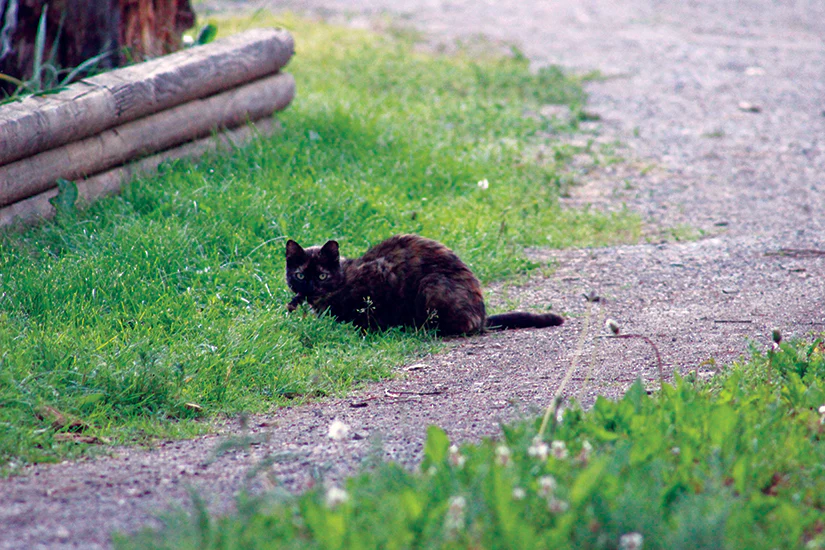 Trap Neuter Return - feral cat colony management - Image 7