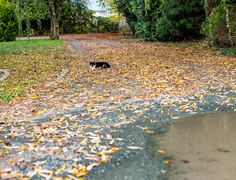 Trap Neuter Return - feral cat colony management - Image 8